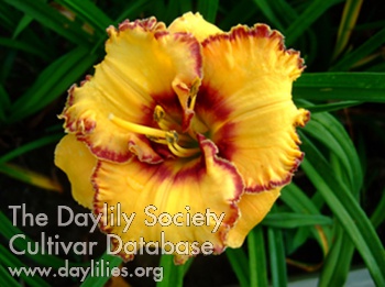 Daylily Heart Made of Gold